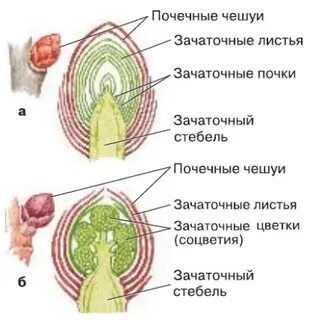 Какое строение имеет вегетативная почка