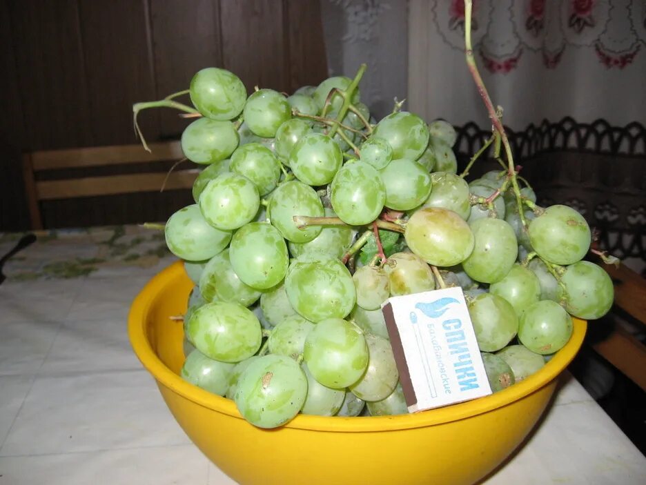 Виноград Кеша 2. Гибрид яблока и винограда. Виноград Кеша фото. Сорт винограда зеленый круглый большой твердый очень сладкий.