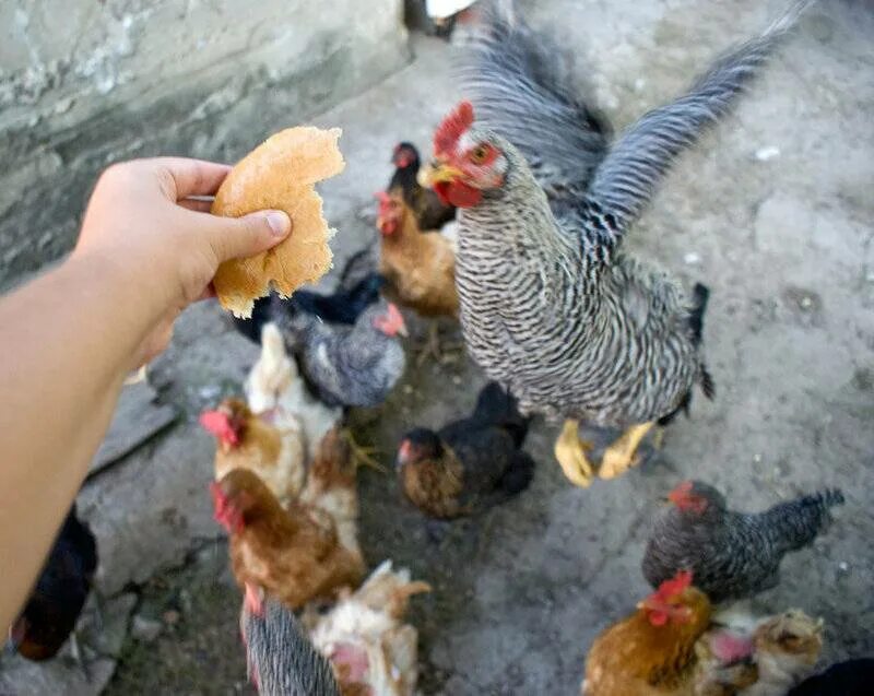 Можно ли куриный. Куры едят хлеб. Кормление курей. Курица в хлебе.