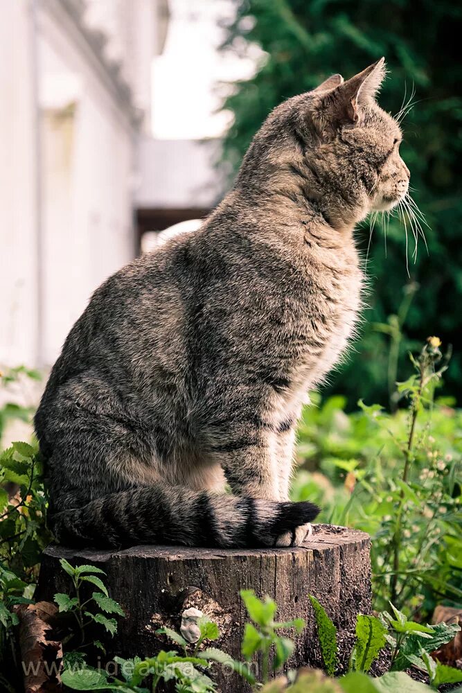 Фото сидящей кошки