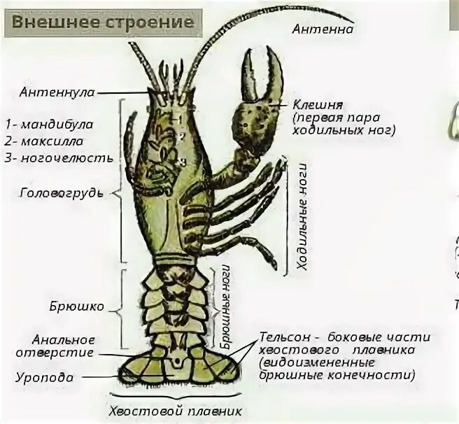 Внешнее и внутреннее строение речного рака. Внешнее и внутреннее строение речного рака