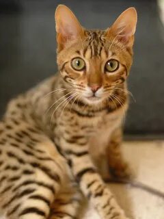 Породистые кошки