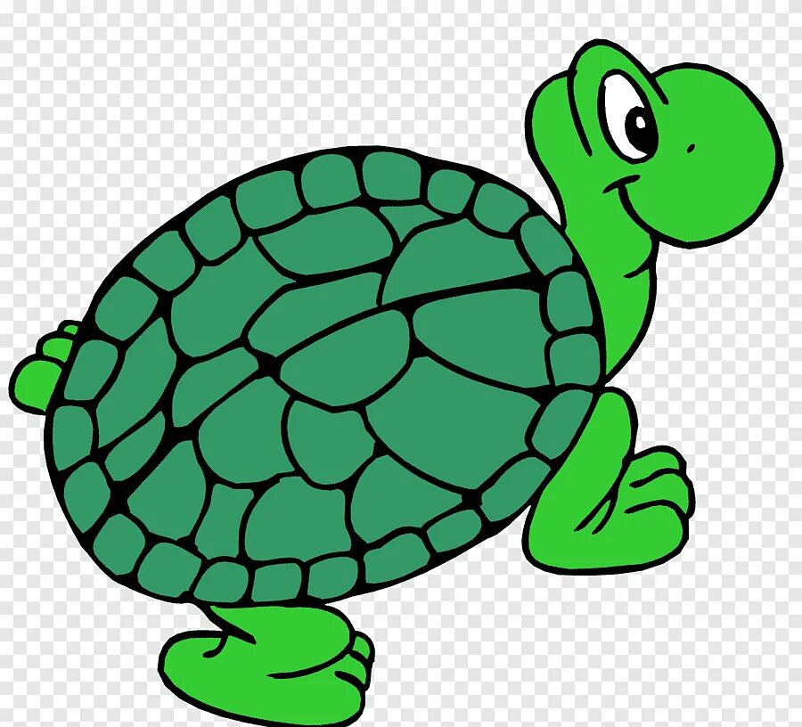 Turtle like
