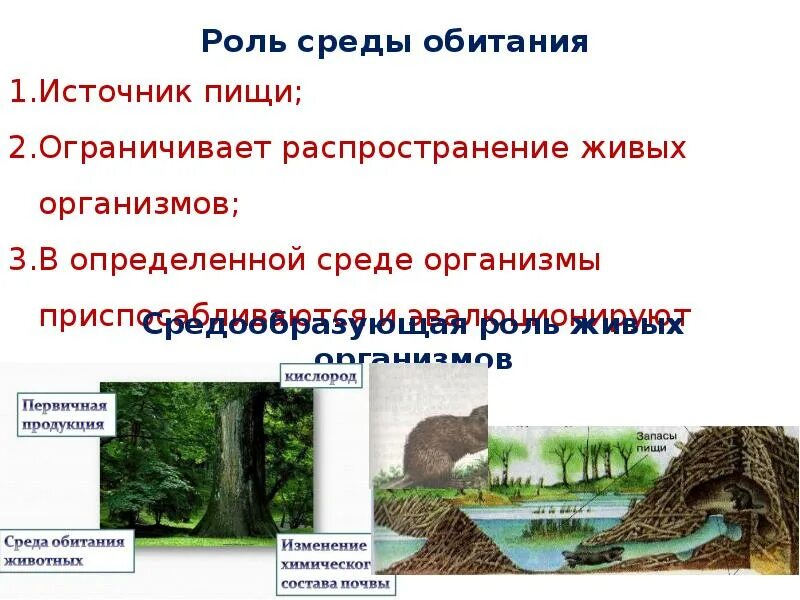 Каковы особенности обитания живых организмов. Роль среды обитания. Среды обитания живых организмов. Картинки среды обитания живых организмов. Экология среды обитания.