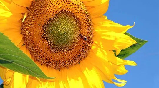 Подсолнечник спк. Подсолнечник спк. Подсолнечник семена гибрид вниимк. Подсолнечник крупноплодный лакомка. Посейдон семечка.