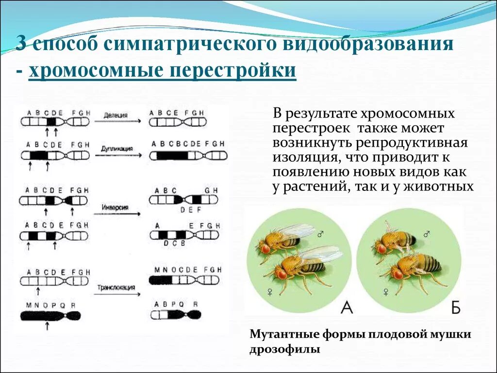 Симпатрическое видообразование способы. Механизм изоляции Тип видообразования. Симпатрическое видообразование процесс. Этапы экологического видообразования. Экологическое видообразование возникает в результате