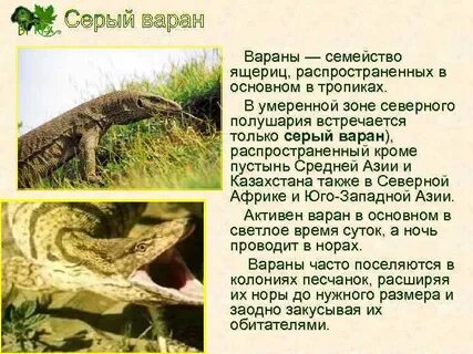 Варан описание