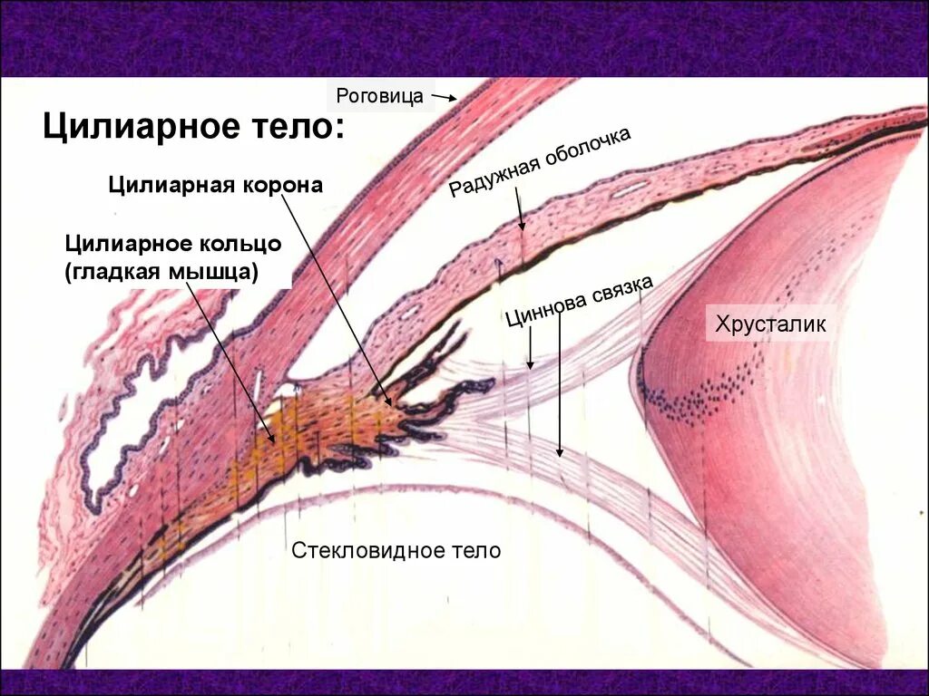 Ресничный кружок. Ресничные отростки. Ресничный кружок. Цилиарного тела глаза. Цилиарная мышца строение.