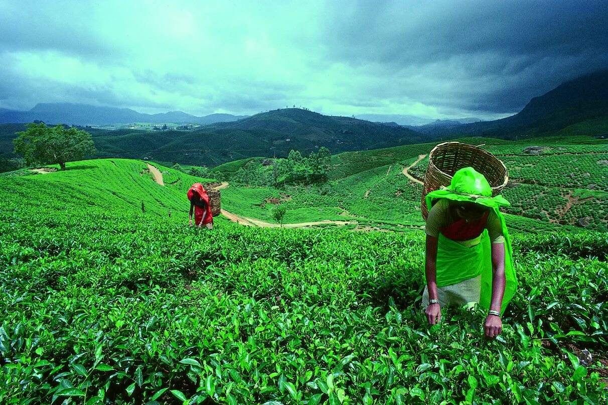 шри ланка плантации чая. чайный куст шри ланка. плантации чая цейлон. чайные плантации цейлона. плантации чая цейлон.