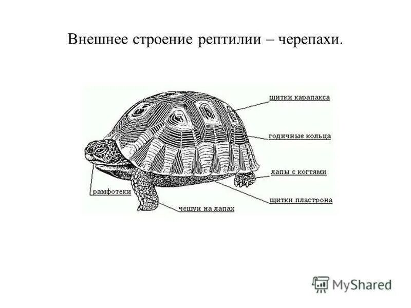 Внешнее строение отряда черепахи. Строение панциря красноухой черепахи. карапакс черепахи строение. внутренне строение черепахи. строение красноухой черепахи схема.