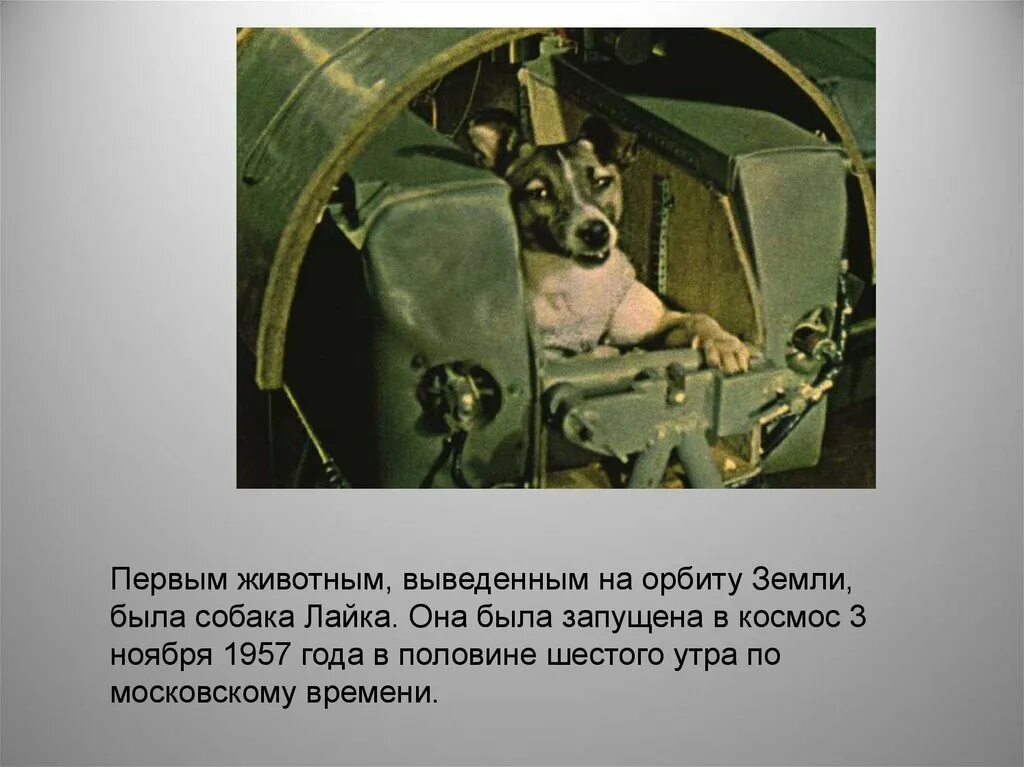 Первое живое существо полетевшее в космос. Собака лайка 1957. 1957 Лайка в космосе. Лайка (собака-космонавт) 1957 г.. Лайка 3 ноября 1957.