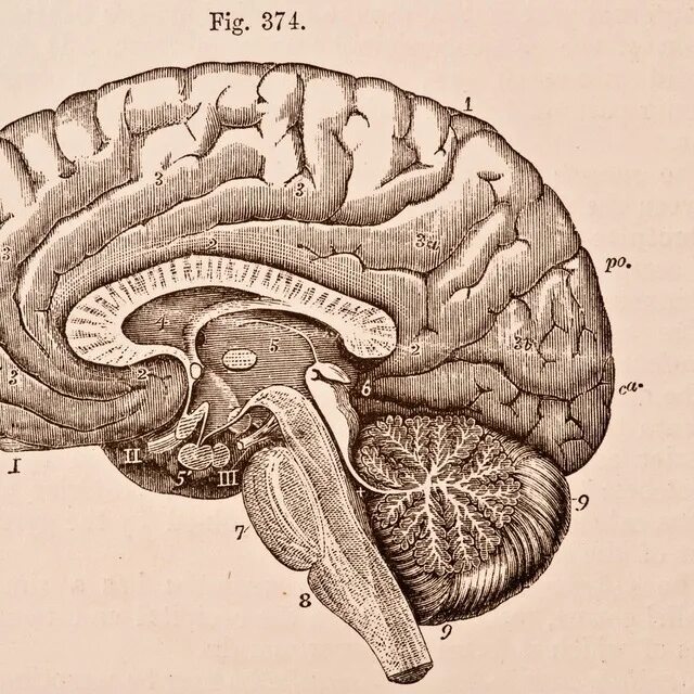 Нос и головной мозг. Анатомия головного мозга человека. Головной мозг рисунок анатомия. Головной мозг анатомия синумы. Омар размер мозга.