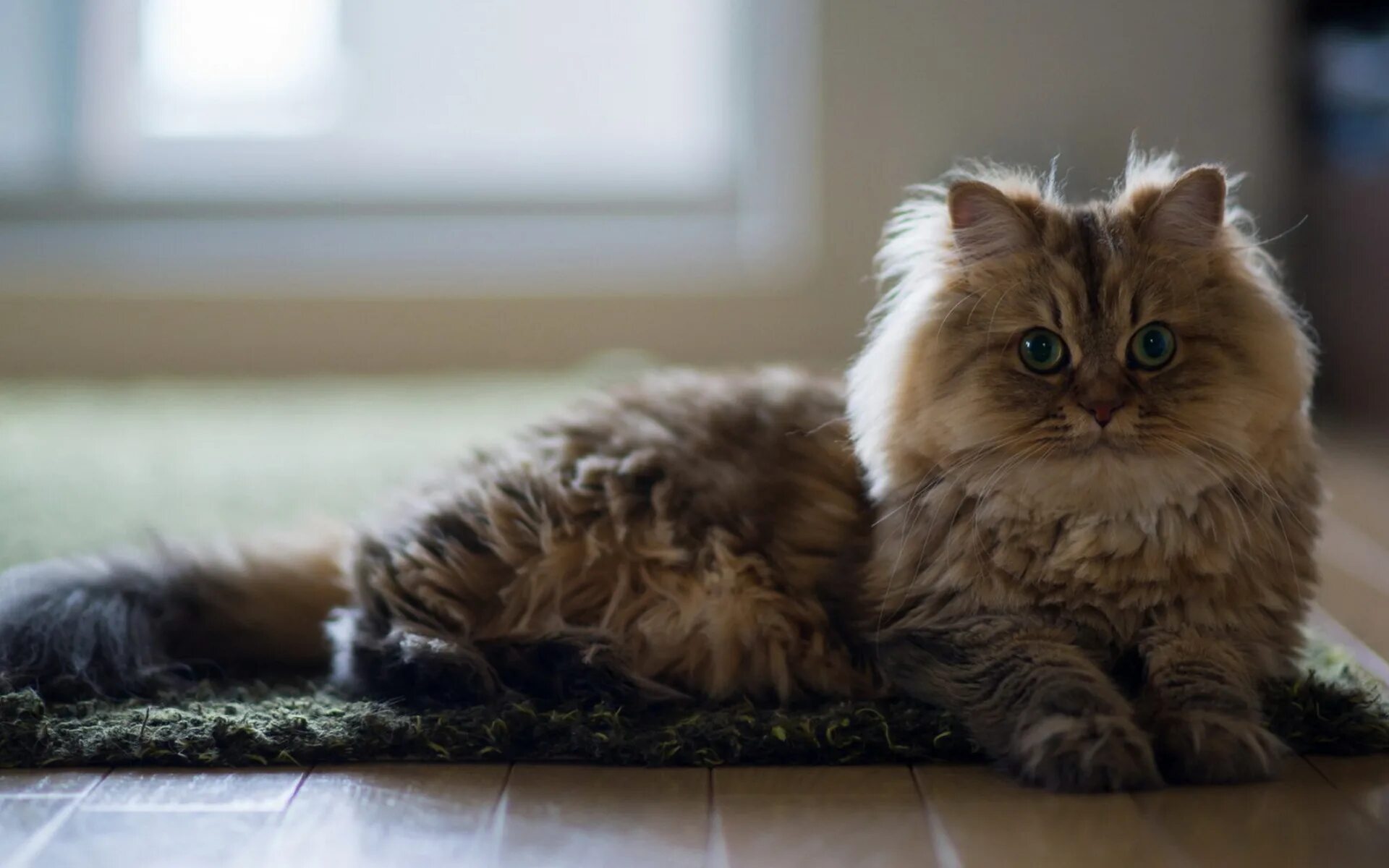 Котиков красивых пушистых