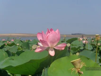 Лотосы азовское море экскурсия