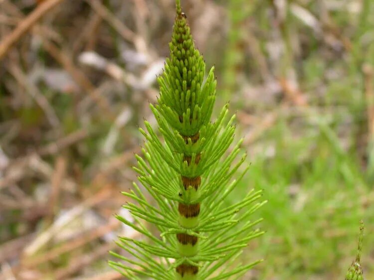 Хвощи хвойные. Хвощ полевой. Хвощ полевой Equisetum arvense l.. Хвоще (Equisetum arvense). Пестики хвоща полевого.