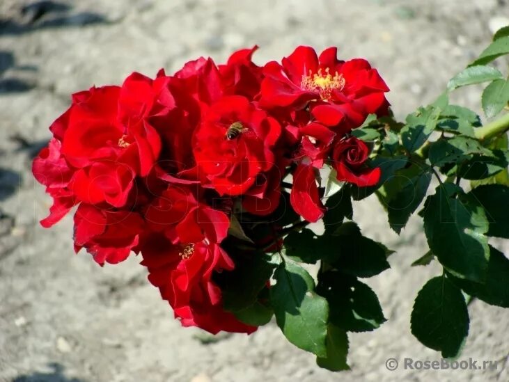 роза почвопокровная ротер корсар. р-108, роза шраб ротер корсар (roter korsar (korromalu, red corsair, temptress. роза кустовая ротер корсар. ротер корсар энциклопедия. роза ротер корсар на штамбе.