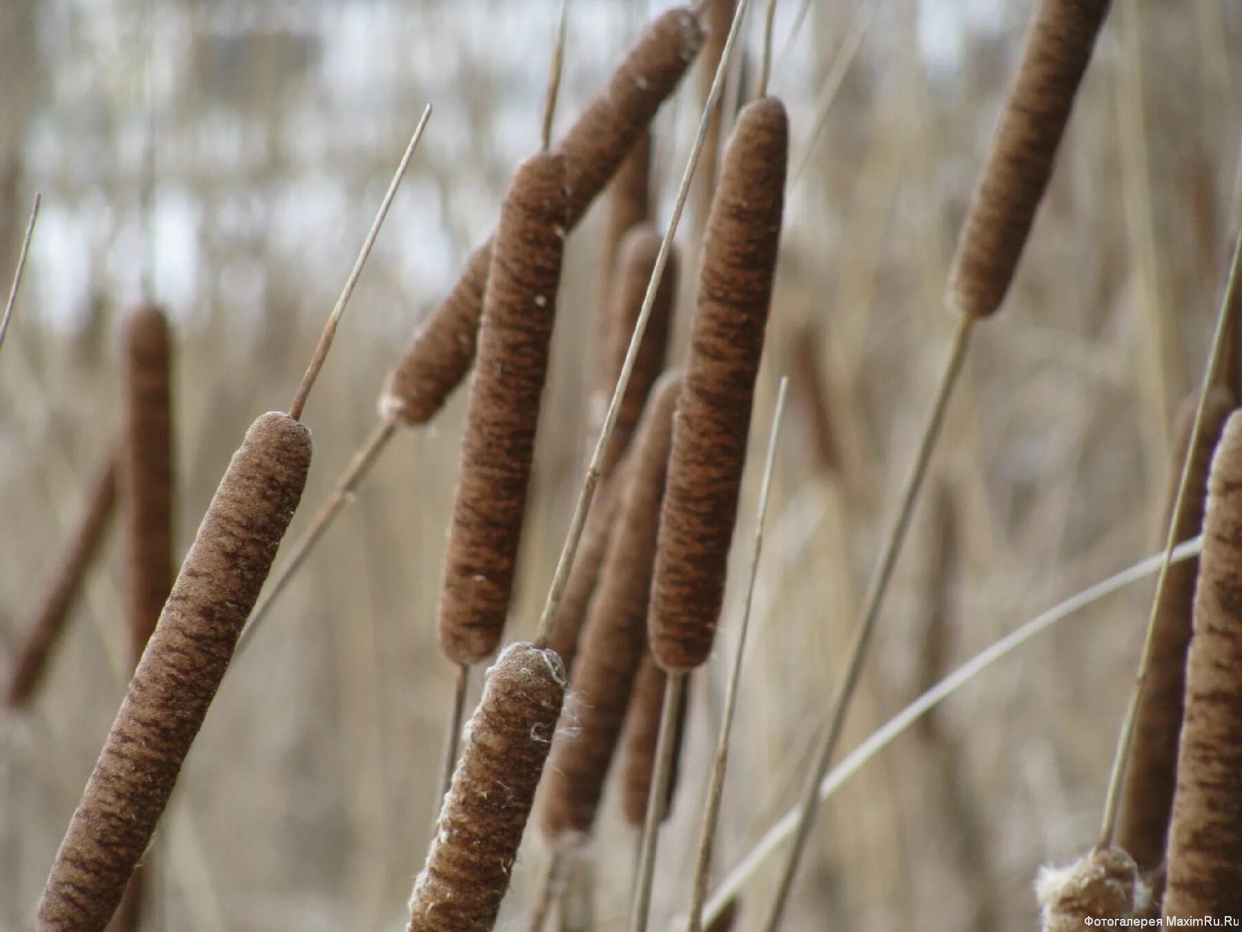 Камыш иллюстрация. Товарищ камыш. Белый камыш. Нытва пруд. Пруд заря подмосковье.