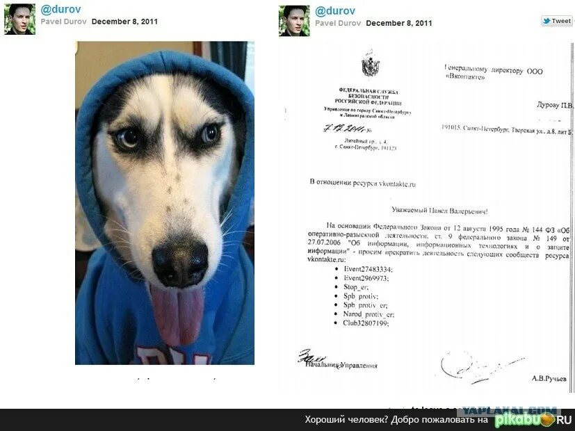 Dogs дуров. Код дурова. Дуров с собакой. Dogs дуров. Картина с собакой дурова.