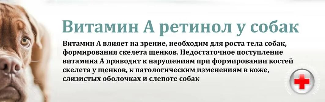 Витамины для собак. Недостаток витамина а у собак. Дефицит витаминов у собак. Как давать витамины собаке