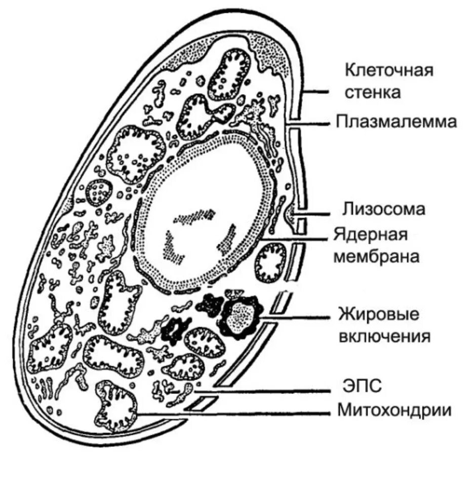 Клетка гриба. Строение клетки гриба. Строение клетки гриба рисунок. Строение грибной клетки. Строение клеток рисунок 5 класс