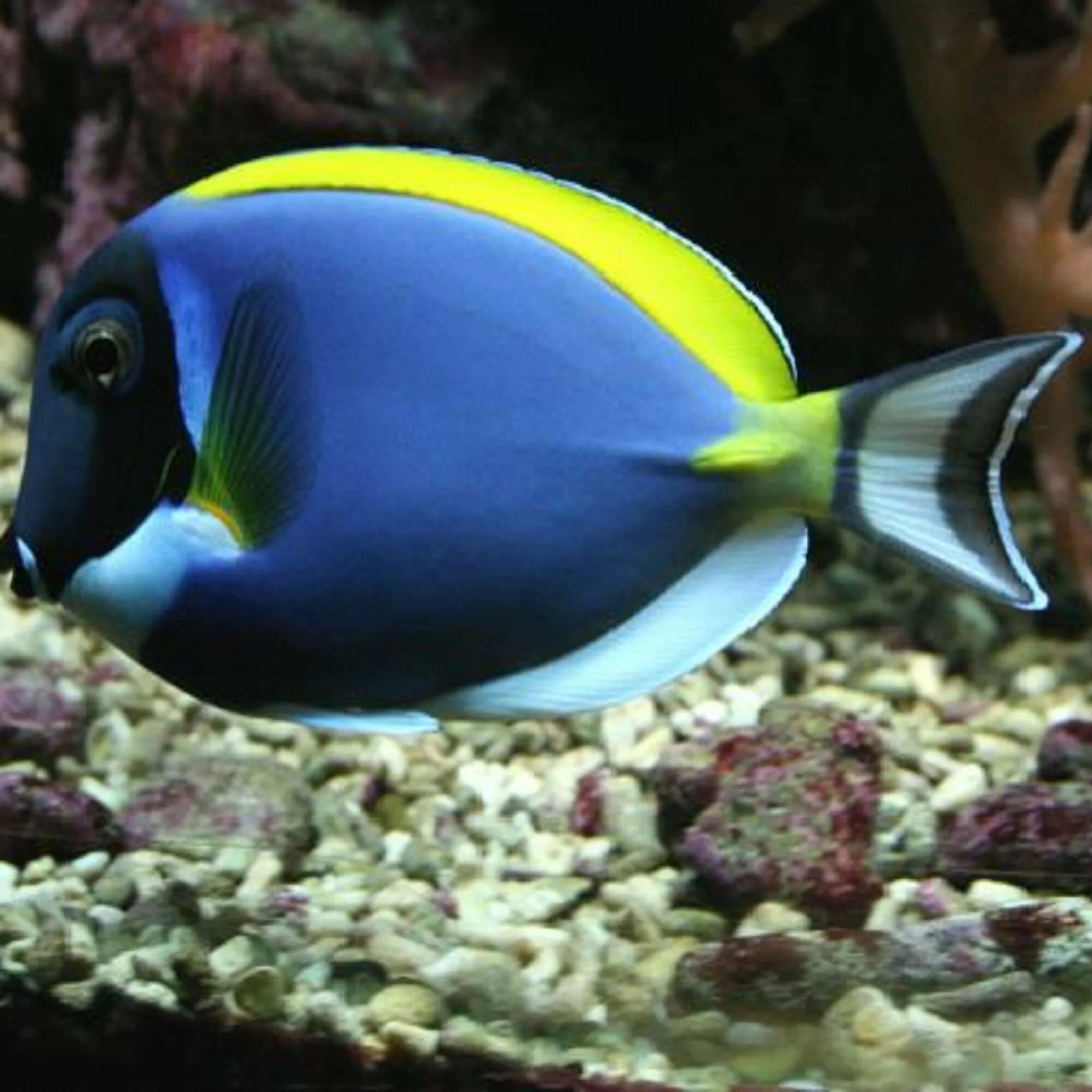 Рыбка хирург. Хирург голубой королевский. Дори синий хирург рыбка. Голубой хирург (paracanthurus hepatus). Рыба хирург рыба синий хирург.