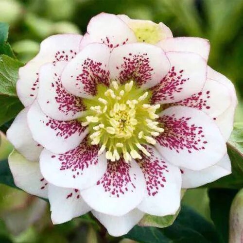 Some Rare, Unusual and Beautiful Flower Species Nature - BabaMail Unusual flower