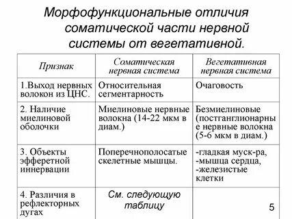 Сравнительная характеристика вегетативной нервной системы