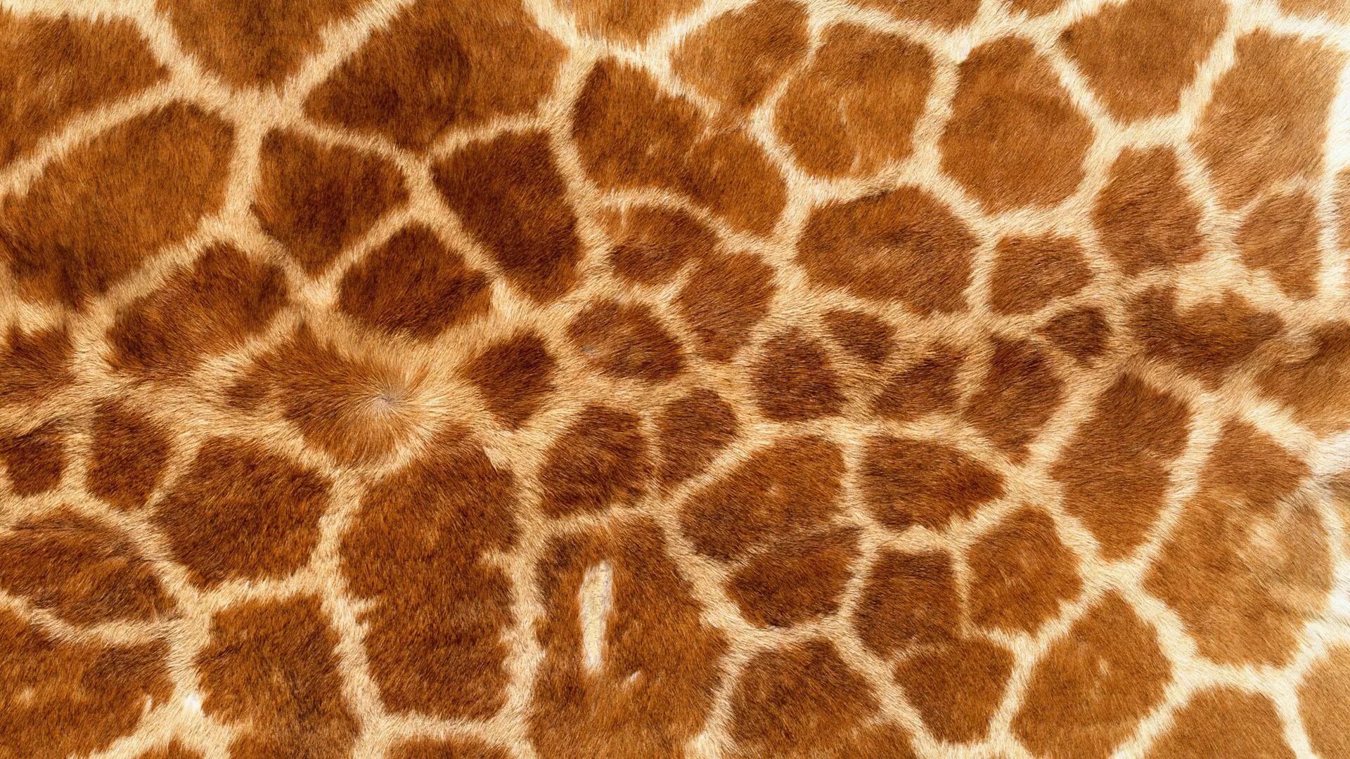 Animal pattern