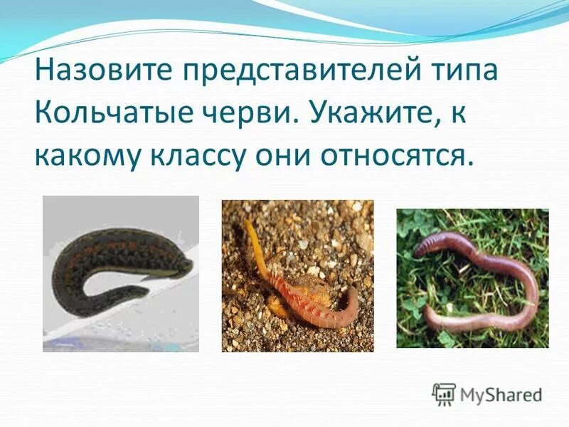 Круглые черви являются гермафродитами. Круглые черви являются гермафродитами
