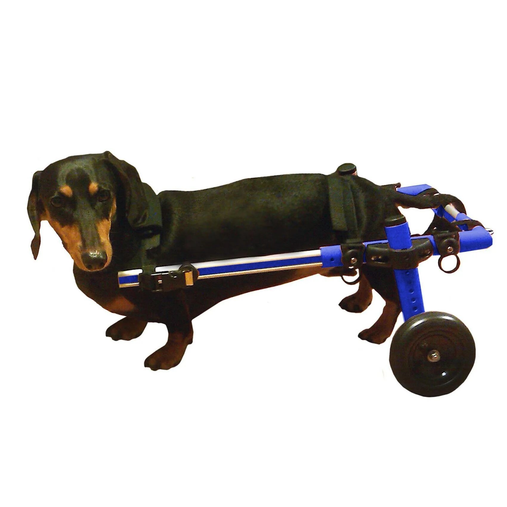 Инвалидная коляска для собак Walkin Wheels. Коляска для собак Walkin' Wheels. Инвалидные коляски Dog wheelchairs. МАРКМОБИЛЬ инвалидные коляски для собак.