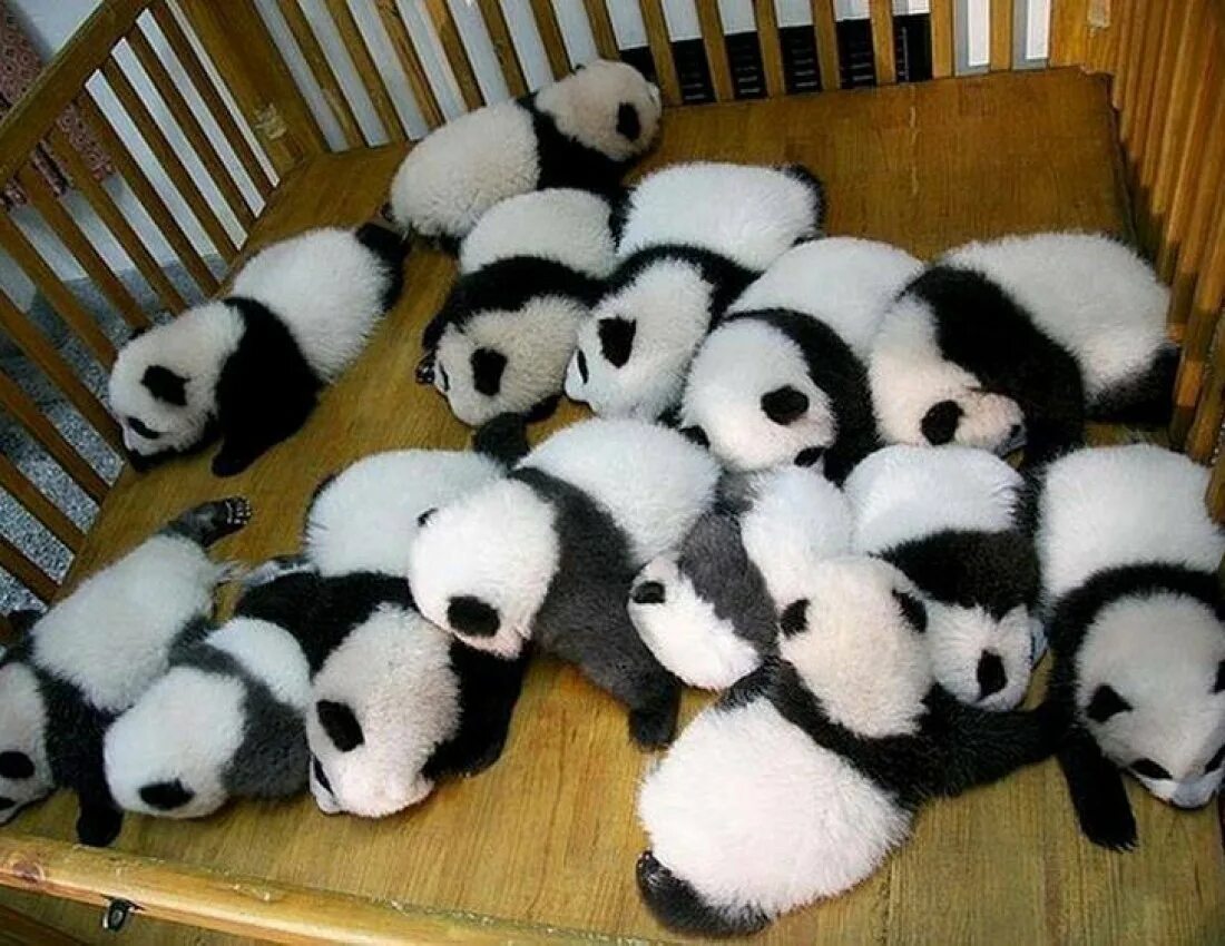 Живая панда цена в россии. Большая Панда окрас. Маленькие панды. Панда расцветка. Панда с детёнышем.