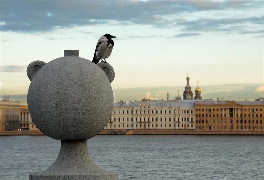 Вороны в петербурге. Питерские голуби толстенькие. Птицы питера. Птицы спб. Питерские птицы.