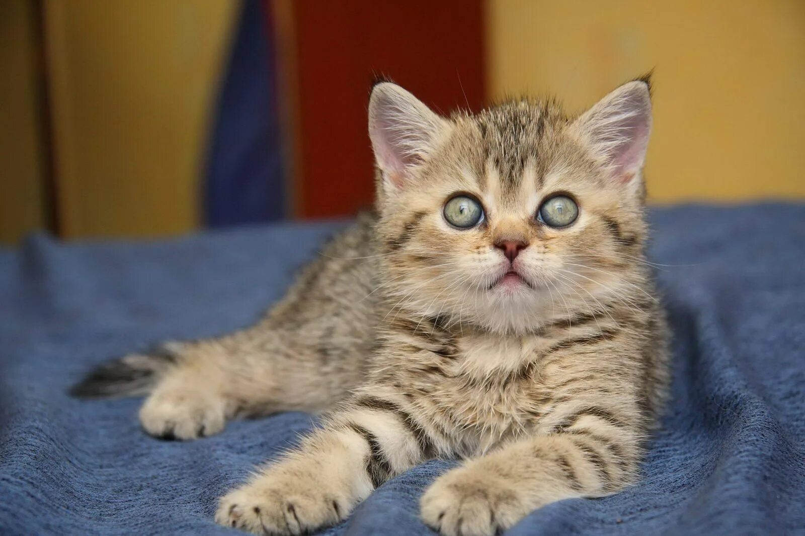 Кличка для пушистого кота