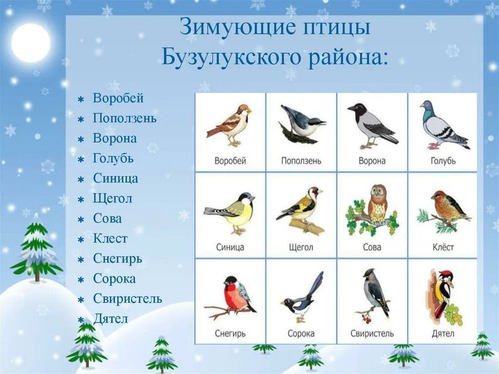 Зимующие птицы. Зимние птицы названия. Зимующие птицы названия. Зимующие птицы с названиями для детей.