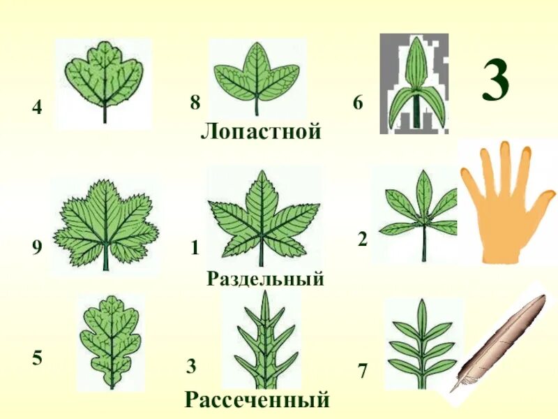 Части раздельного листа. Пальчато лопастные листья. Тройчато лопастной лист. Перисто лопастная. Рассеченные и раздельные листья.