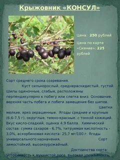 Крыжовник содержание