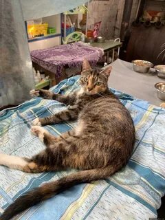 Умирающая кошка дома