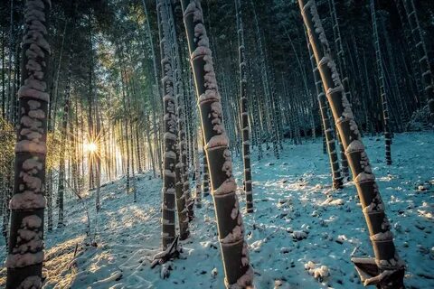 Зимнее бамбуковое