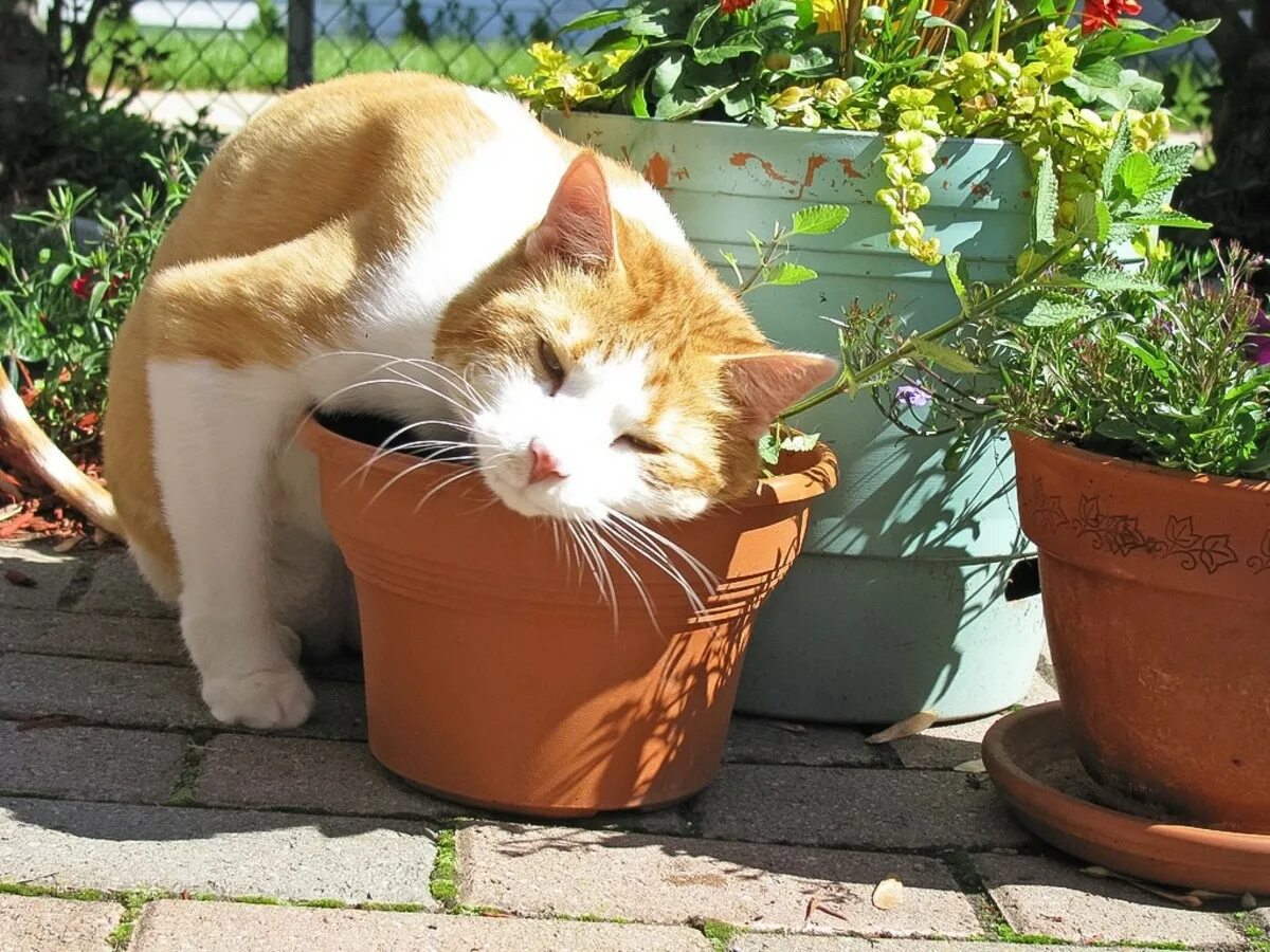 Почему котам нравится кошачья мята. Кошачья мята с валерьянкой. кот в цветочном горшке. котик в цветном горшке. горшок для кошек.