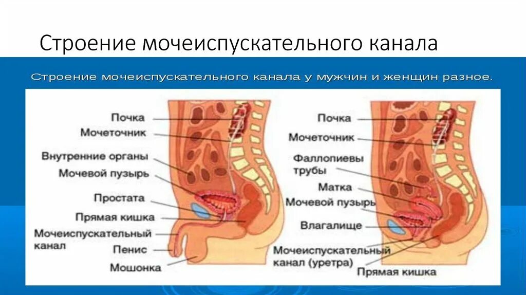 Особенности строения мочеиспускательного канала. Строение мочеиспускательного канала. Строение женского мочеиспускательного канала. Строение мочевыводящих каналов. Строение мужского мочеиспускательного канала.