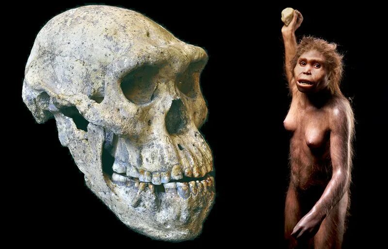 Архантропы (homo Erectus). Вид человек прямоходящий