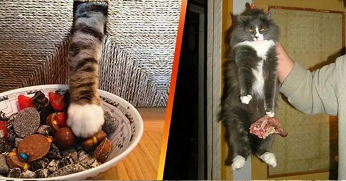 с поличным это. кот ворует. мемы животные с поличным. коты пойманные с поличным. быть пойманным с поличным.