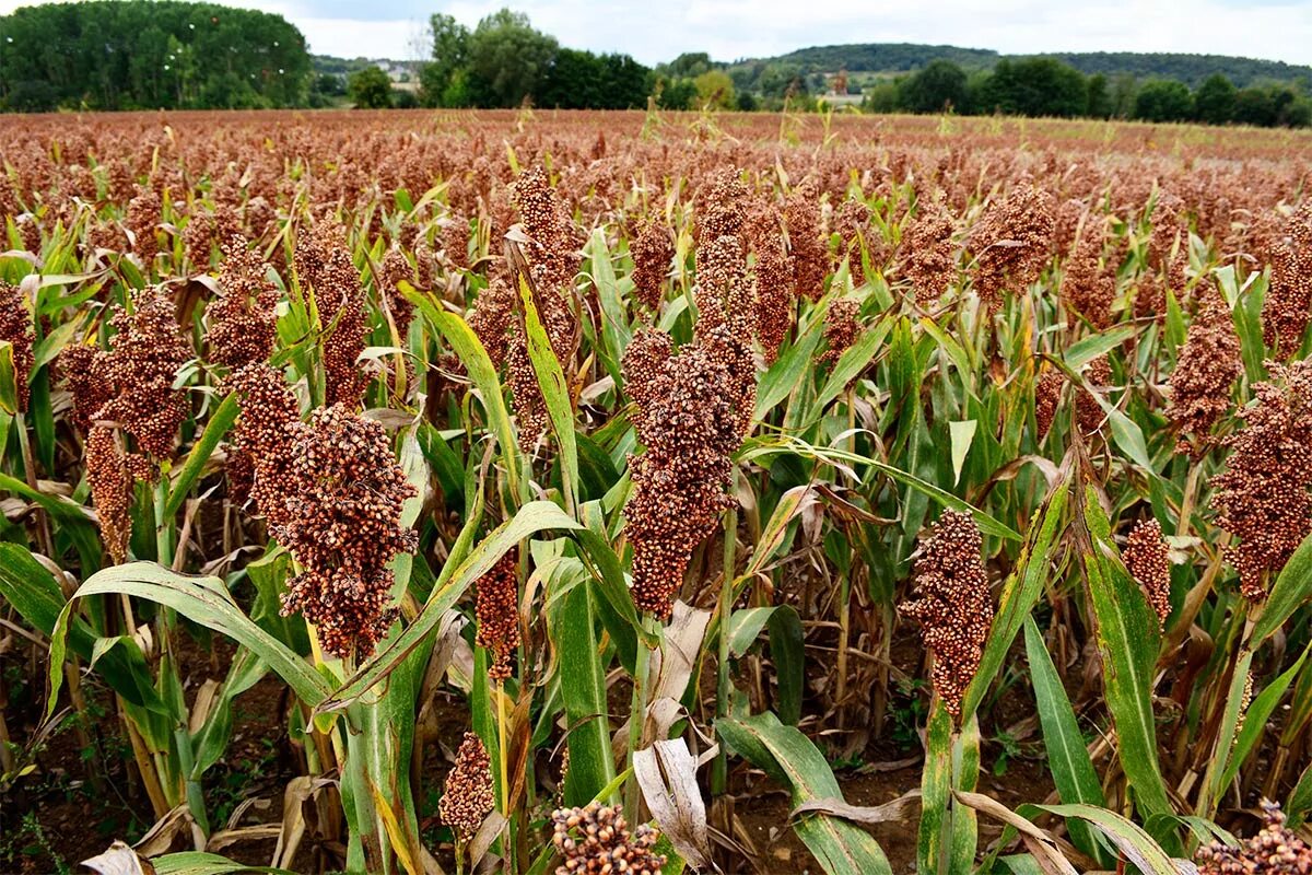 Millet (cropped) - Alliance for Science