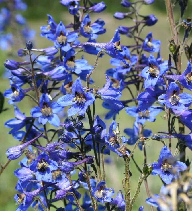 Дельфиниум живокость. Дельфиниум (живокость, шпорник) (Delphinium). Дикий дельфиниум живокость. Живокость аптечная дельфиниум. Тихоокеанские гибриды