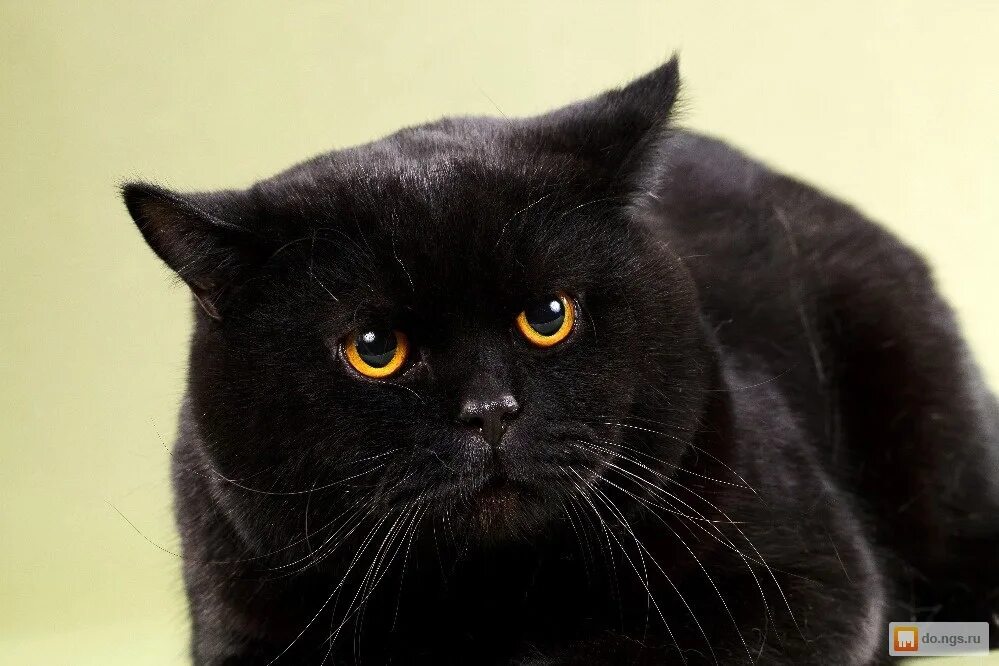 Эти легкие похожи на мой черный. Британец гладкошерстный черный. Кот британец черный. Британец кошка черная. Британская короткошёрстная кошка черная.