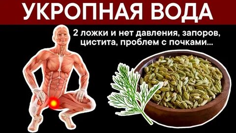 Укроп помогает почкам