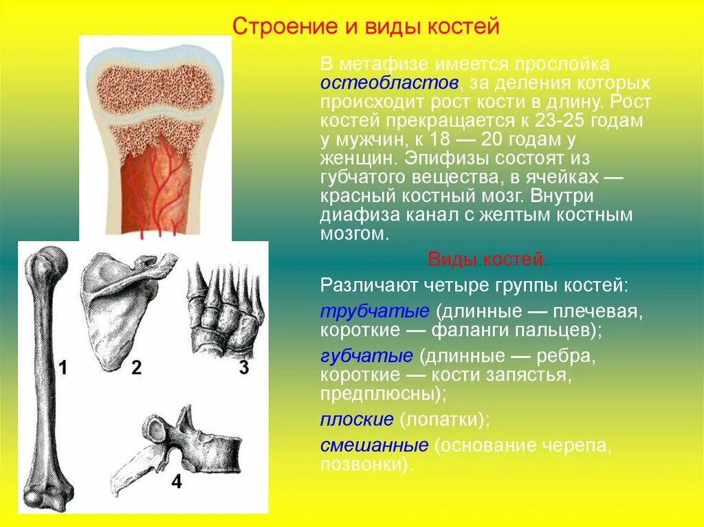 Питание кости обеспечивает. Метафизы эпифизы кость роскости. Строение и рост кости. Рост костей. Рост кости анатомия.