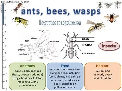 Bees ants