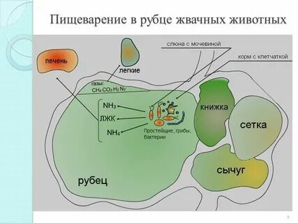 Слюна жвачных