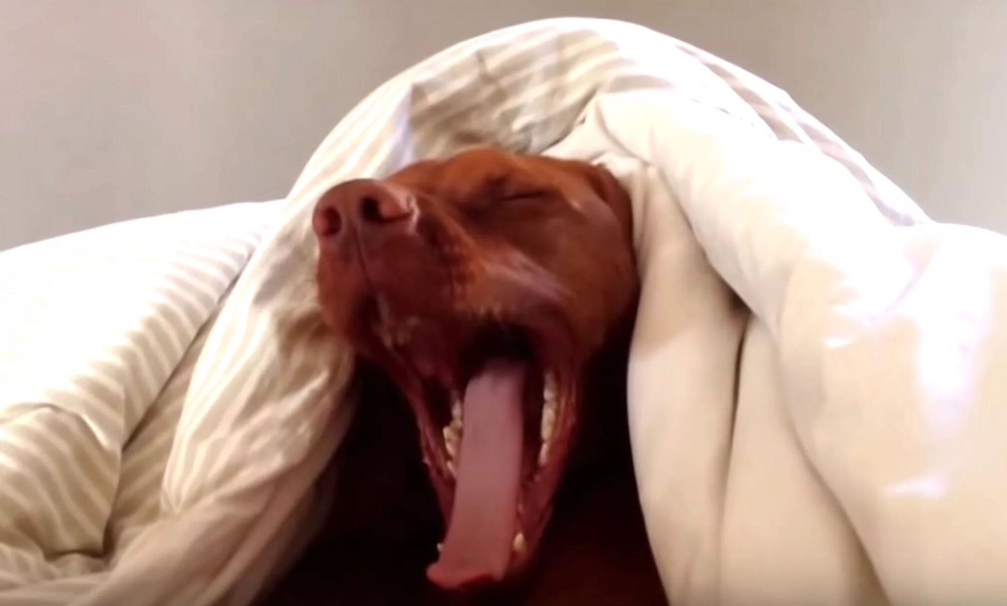 Собака будит утром. Собака будит утром. Кровать для собаки. Собака спит. Собака зевает.